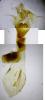 Mniotype solieri